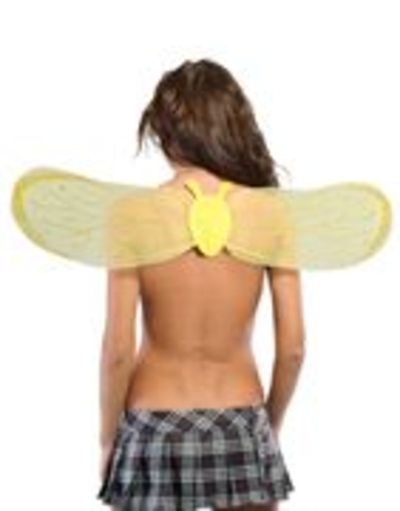 Полупрозрачные крылья пчелки - фото, цены